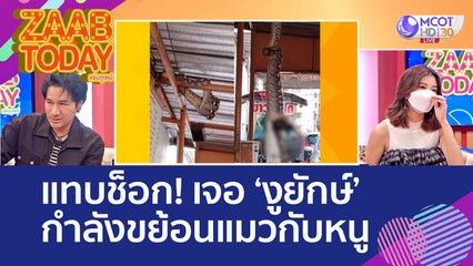 แทบช็อก! นั่งอยู่ดีๆ เจอของปริศนาตกใส่หัว แหงนมองเจอ 'งูยักษ์' กำลังขย้อนแมวกับหนู (30 ส.ค. 65) แซ่บทูเดย์