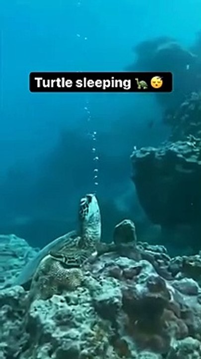 Turtles can hold their breath for 45 minutes to one hour | The red-eared slider is very fond of water, and enjoys both swimming and diving in its aquatic home. In order to swim, turtles utilize all four of their legs.