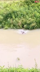 Well-Trained Dog Rescue Deer