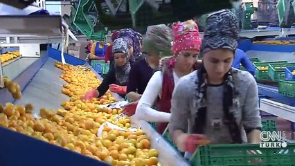 Kent tarımı yaygınlaştırılacak