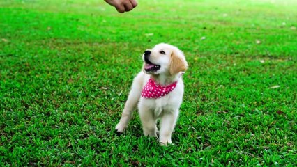 dog video with enzod emm game over