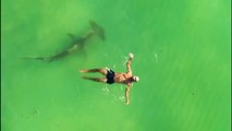 Los tiburones frecuentan las aguas de las concurridas playas de Miami, según un estudio de la Universidad