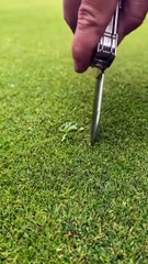 Enlever une mauvaise herbe d'un green de golf... tellement satisfaisant