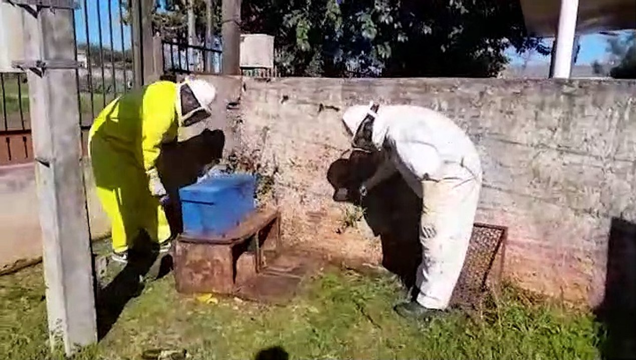 Defesa Civil retira enxame de abelhas no Bairro Periolo