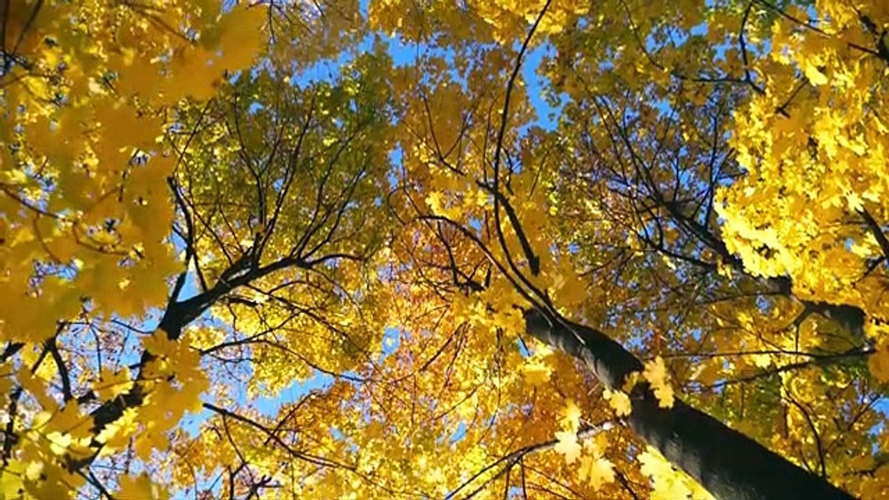 Belle forêt d'automne  La musique de piano de guérison aide à soulager le stress