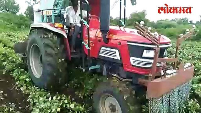 २ एकर उभ्या उडीद पिकावर फिरवला ट्रॅक्टर