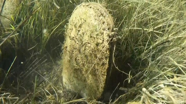 Des scientifiques au chevet de la grande nacre, menacée d’extinction par un parasite en Méditerranée