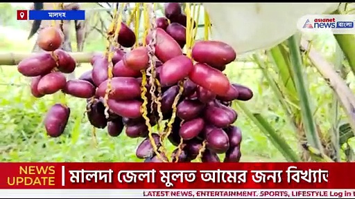 Malda : মালদায় ফলছে আরবিয়ান খেজুর, বিকল্প চাষে লক্ষ্মী লাভ মালদার কৃষকের
