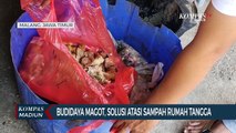 Budidaya Magot, Solusi Atasi Sampah Rumah Tangga