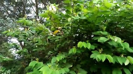 Forest visit |jungle visit