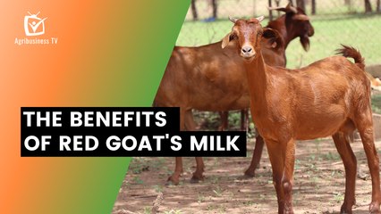 Burkina Faso:  The benefits of red goat's milk