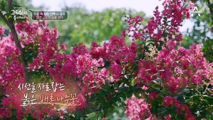 ♥두심 감탄 연발♥ 도심 속 힐링의 여유를 느낄 수 있는 백제 시대의 왕성 '공산성'