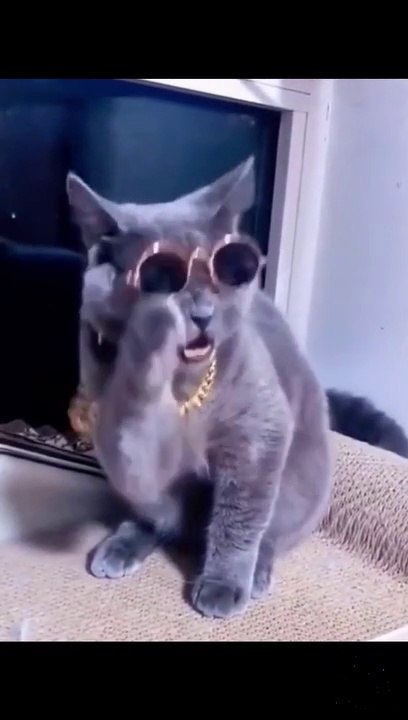 @petparadise007=347d5d