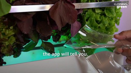 Grow your own: Make your money back in a year on this indoor allotment