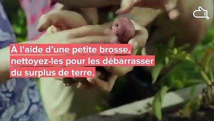 Comment empêcher les pommes de terre de germer ?