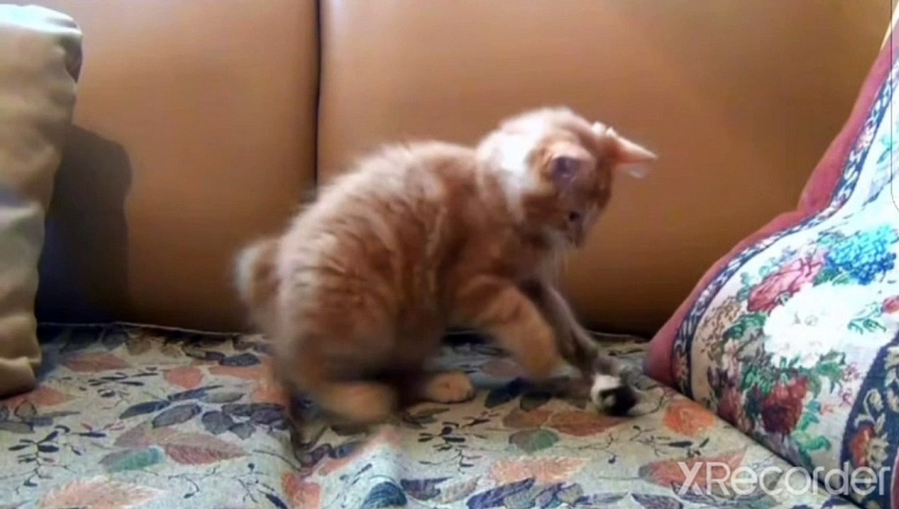 Funny amazing cat game