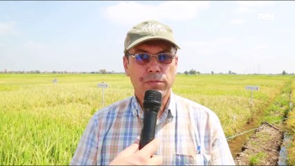 نجح الباحثون في قسم بحوث الأرز بمحافظة كفرالشيخ في إستنباط أنواع جديدة من الأرز عالية الإنتاجية