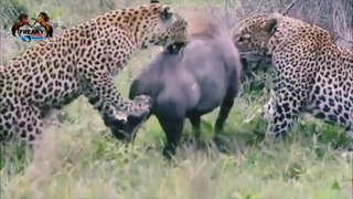 Warthog vs Leopard - Most Amazing attacks