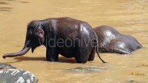 Elephants Playing in the river