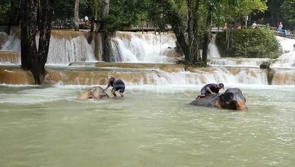 Elephants Is Bathing In The River