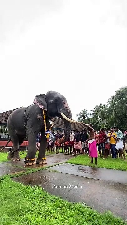 Elephant Playing Video