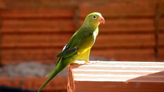 Green Parrot  in tree cry 2022