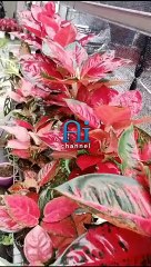 the queen of leaves.. the beauty of the color of aglaonema flowers