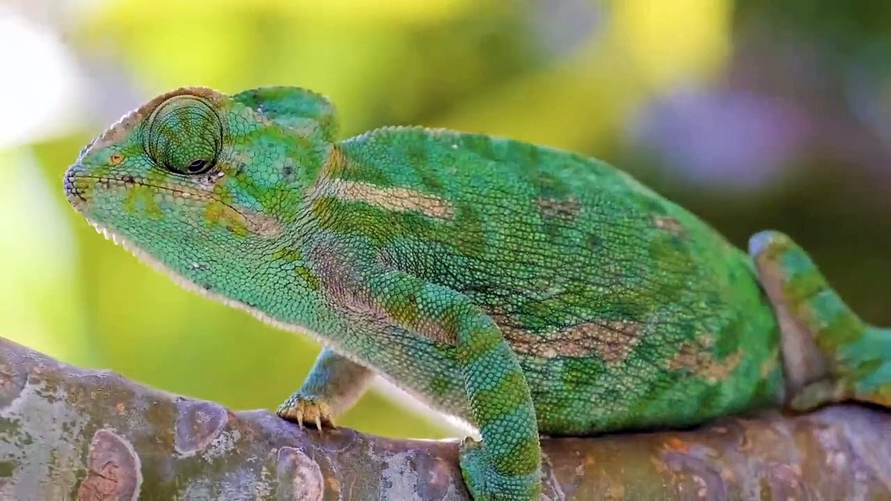 Wild Animals Collection