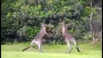 Ozzy Man & Mozza Commentate a Kangaroo Fight