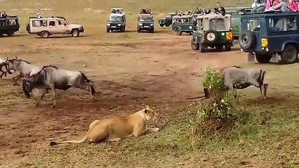 Ozzy Man Reviews Indecisive Lioness Hunting
