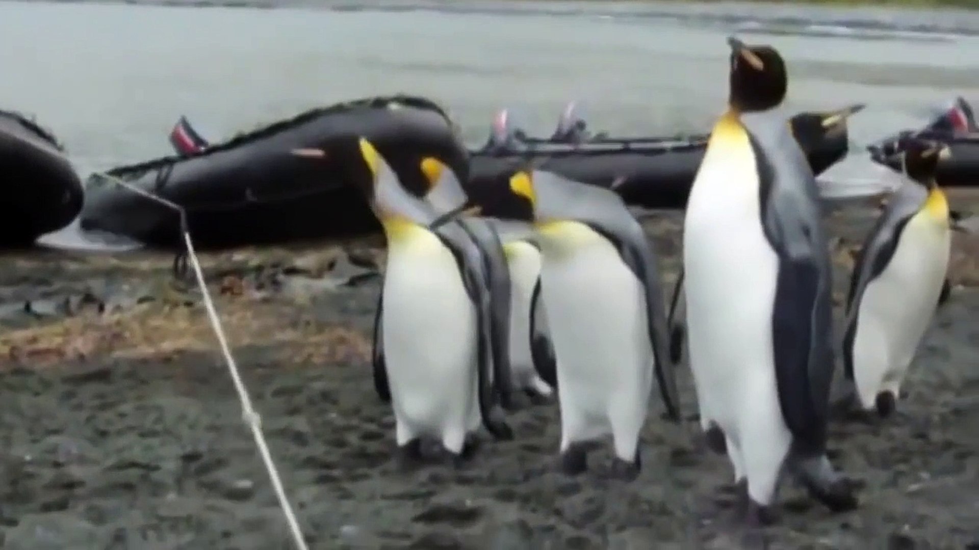 ⁣Ozzy Man Reviews Penguins vs Rope