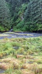 Alaskan River is Completely Filled with Salmon
