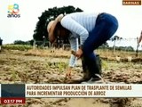 Impulsan en Barinas el Plan de Trasplante de Semillas para incrementar la producción de arroz