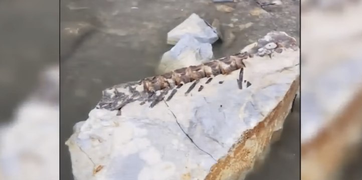 Nebraska Fisherman Hooks 90-Million-Year-Old Fossil During Fishing Tournament: 'Catch of a Lifetime'