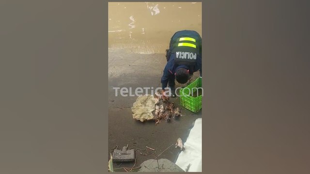 ext-rescate-gatos-300822