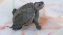 Innovative hatchery protects Jersey Shore turtles from flooding, sea level rise