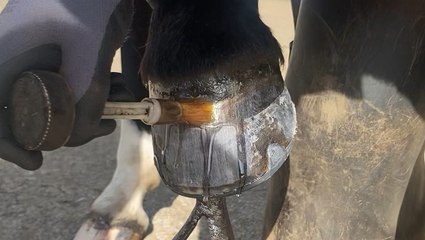 How horse hooves are deep cleaned