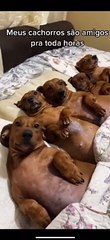 Adorable Dachshunds Lined Up in a Row