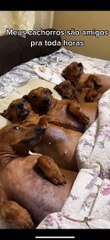 Adorable Dachshunds Lined Up in a Row