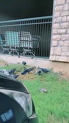 Teamwork Feeds the Birds