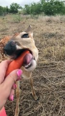 Fawn Tries to Nibble on Carrot