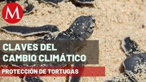 Brigadas protegen a tortugas que llegan a anidar a playas de QRoo | Claves del Cambio Climático