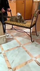 I am  a big kid now|| animals transformation