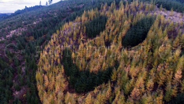 Did You Know? Happy Trees || FACTS || TRIVIA