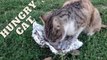 Hungry Cat Asking For Food | Cat Video By Kingdom of Awais