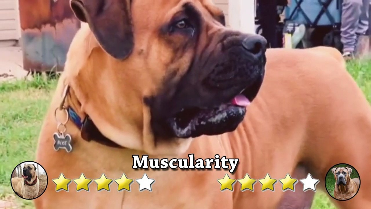 Kangal VS Boerboel _ Which one is your favourite_ video Dailymotion