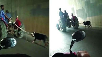 Köpeği traktöre bağlayarak eziyet ettiler
