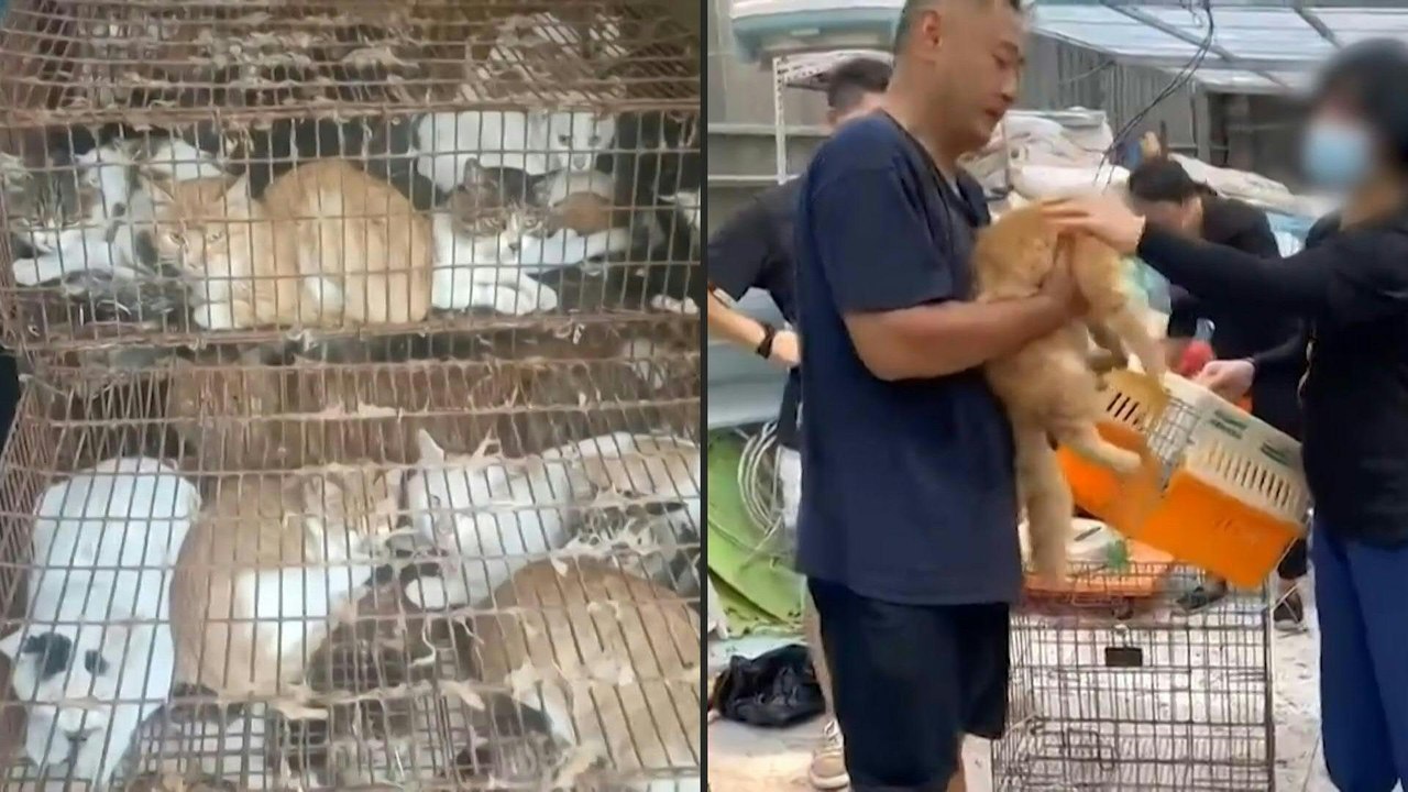 150 stolen pet cats rescued from meat traders in China