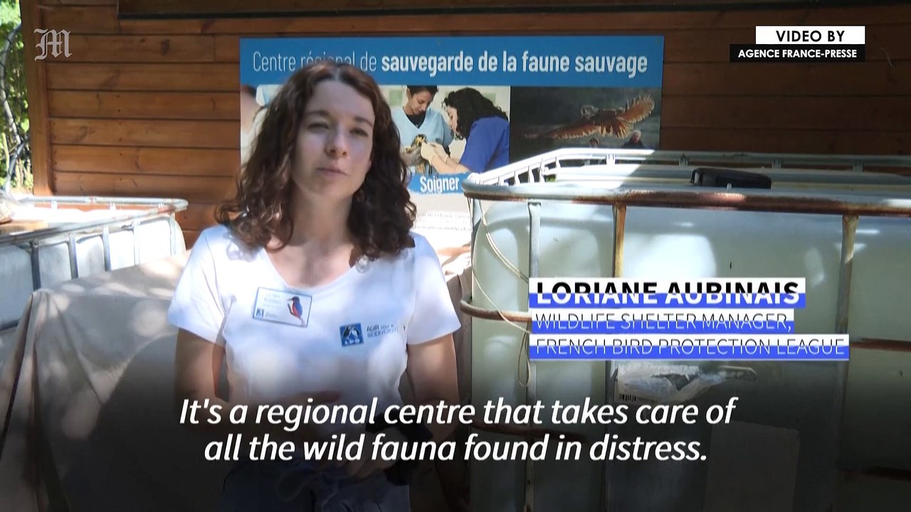 French wildlife shelter busier than ever after extremely hot summer