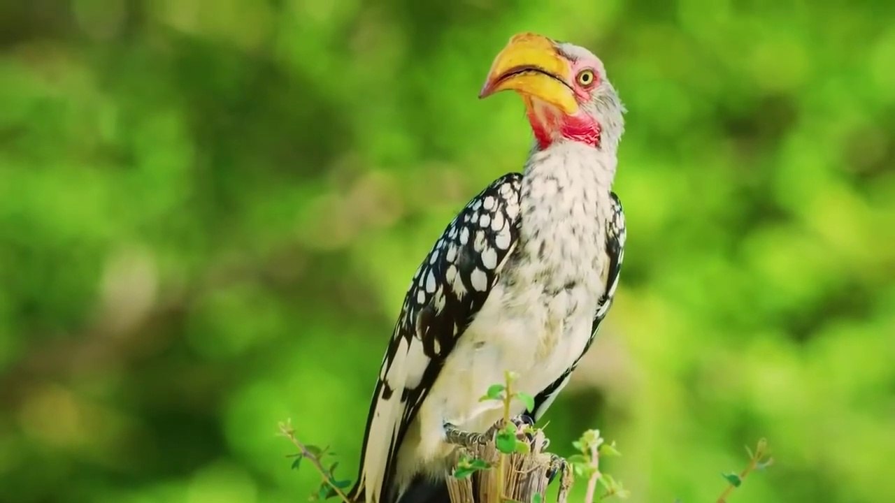 HEWAN LIAR animals world